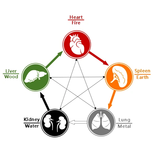 five-elements-and-organs-0
